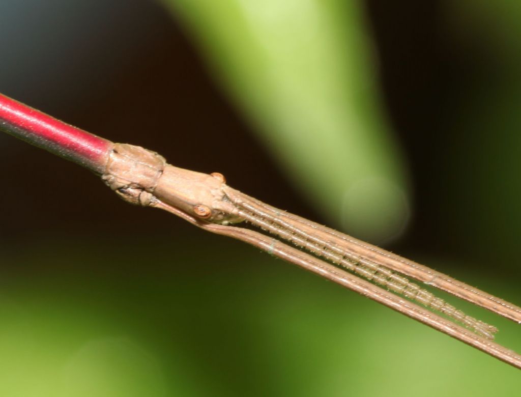 Bacillidae: Bacillus rossius, maschio